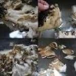Sample 5 – Hen of the woods