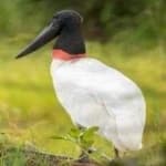Sample 5 – Jabiru