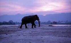 Sample 2 – Elephant