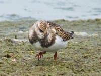 Sample 5 – Ruddy turnstone
