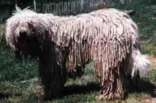 Sample 4 – Komondor