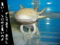 Sample 5 – Axolotl