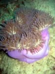 Sample 4 – Sea anemone