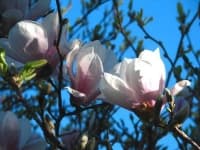 Sample 1 – Magnolia