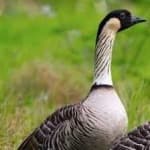 Sample 1 – Hawaiian goose