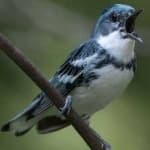 Sample 1 – Cerulean warbler