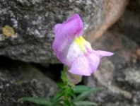 Sample 5 – Snapdragon
