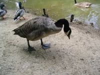 Sample 1 – Goose
