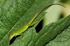 Sample 5 – American chameleon