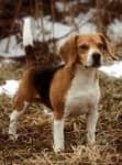 Sample 1 – Beagle