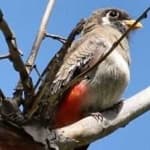 Sample 2 – Elegant trogon