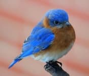 Sample 6 – Bluebird