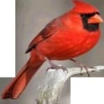 Sample 4 – Northern cardinal