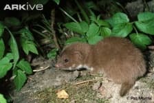 Sample 2 – Weasel