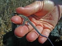 Sample 3 – Whiptail