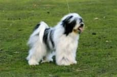 Sample 2 – Tibetan terrier
