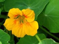 Sample 3 – Watercress