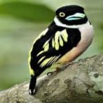 Sample 17 – Black yellow broadbill