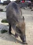 Sample 5 – Wild boar