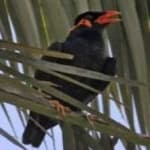 Sample 5 – Enggano myna
