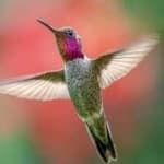 Sample 6 – Annas hummingbird