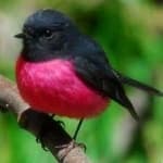 Sample 1 – Pink robin