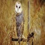 Sample 3 – Barn owl
