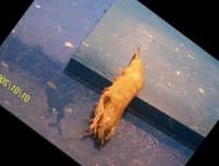 Sample 4 – Shrimp