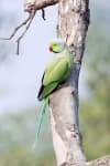 Sample 4 – Parrot