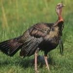 Sample 6 – Wild turkey