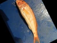 Sample 5 – Striped red mullet