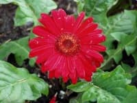 Sample 4 – Barbeton daisy