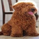 Sample 3 – Labradoodle