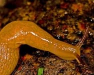 Sample 3 – Slug