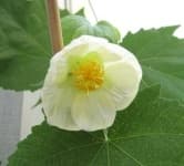 Sample 4 – Mallow
