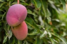 Sample 4 – Mango