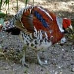 Sample 2 – Elliots pheasant