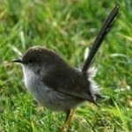 Splendid wren image dataset preview