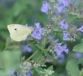 Sample 5 – Cabbage butterfly