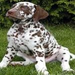 Sample 6 – Dalmation