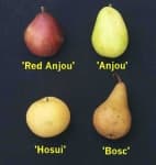 Sample 3 – Pear
