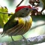 Sample 1 – Stripped manakin