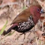 Sample 4 – African firefinch