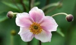 Sample 1 – Japanese anemone