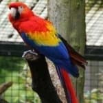 Sample 1 – Scarlet macaw