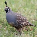 Sample 6 – Gambels quail