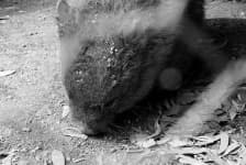 Sample 3 – Wombat