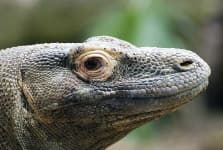 Sample 3 – Komodo dragon