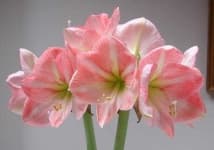 Sample 5 – Hippeastrum