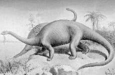 Sample 1 – Brontosaurus